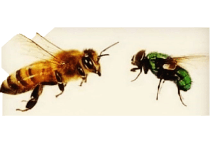 Noticias Católicas 2019 la abeja y la mosca